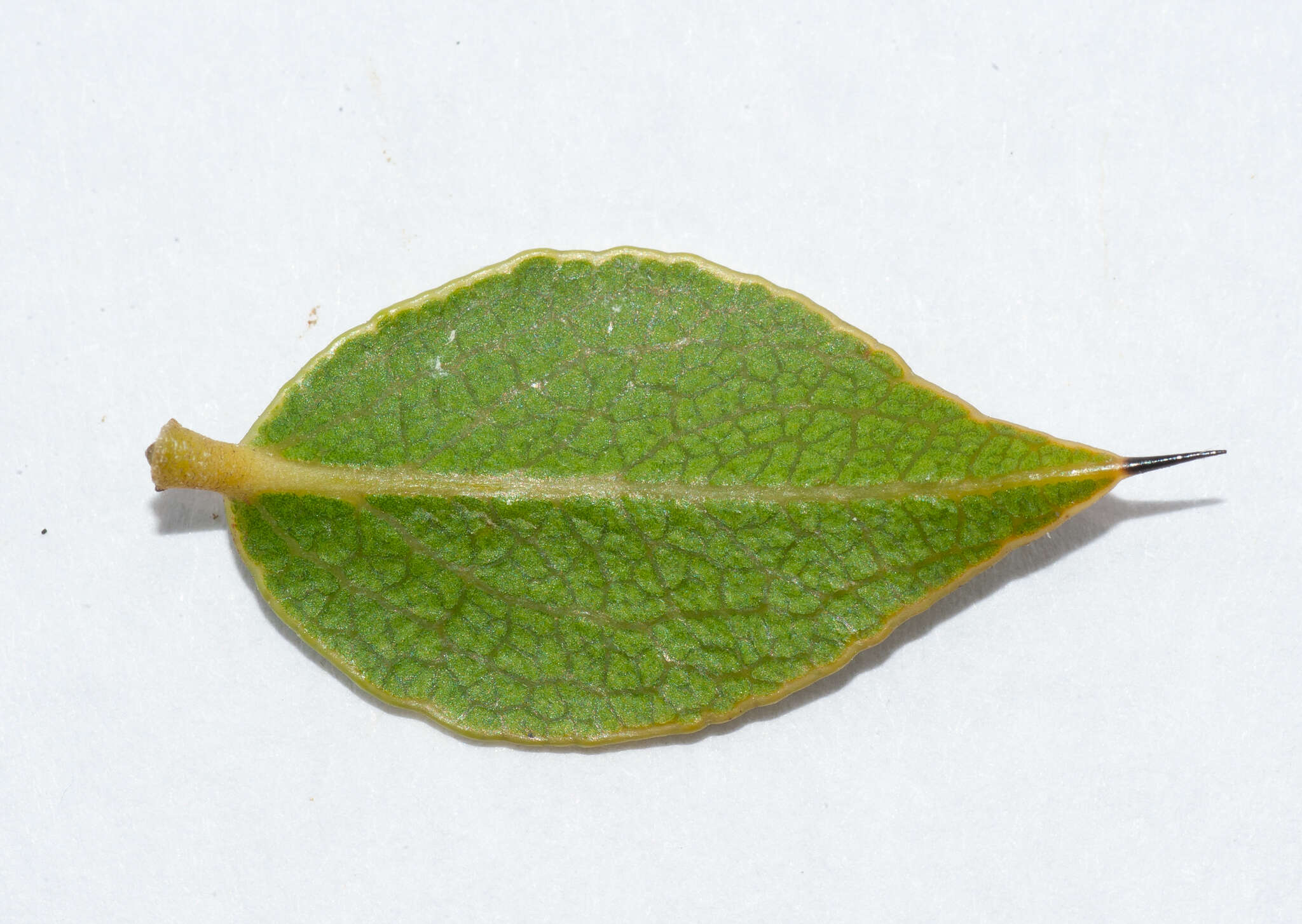 Image of Diospyros grisebachii (Hiern) Standl.