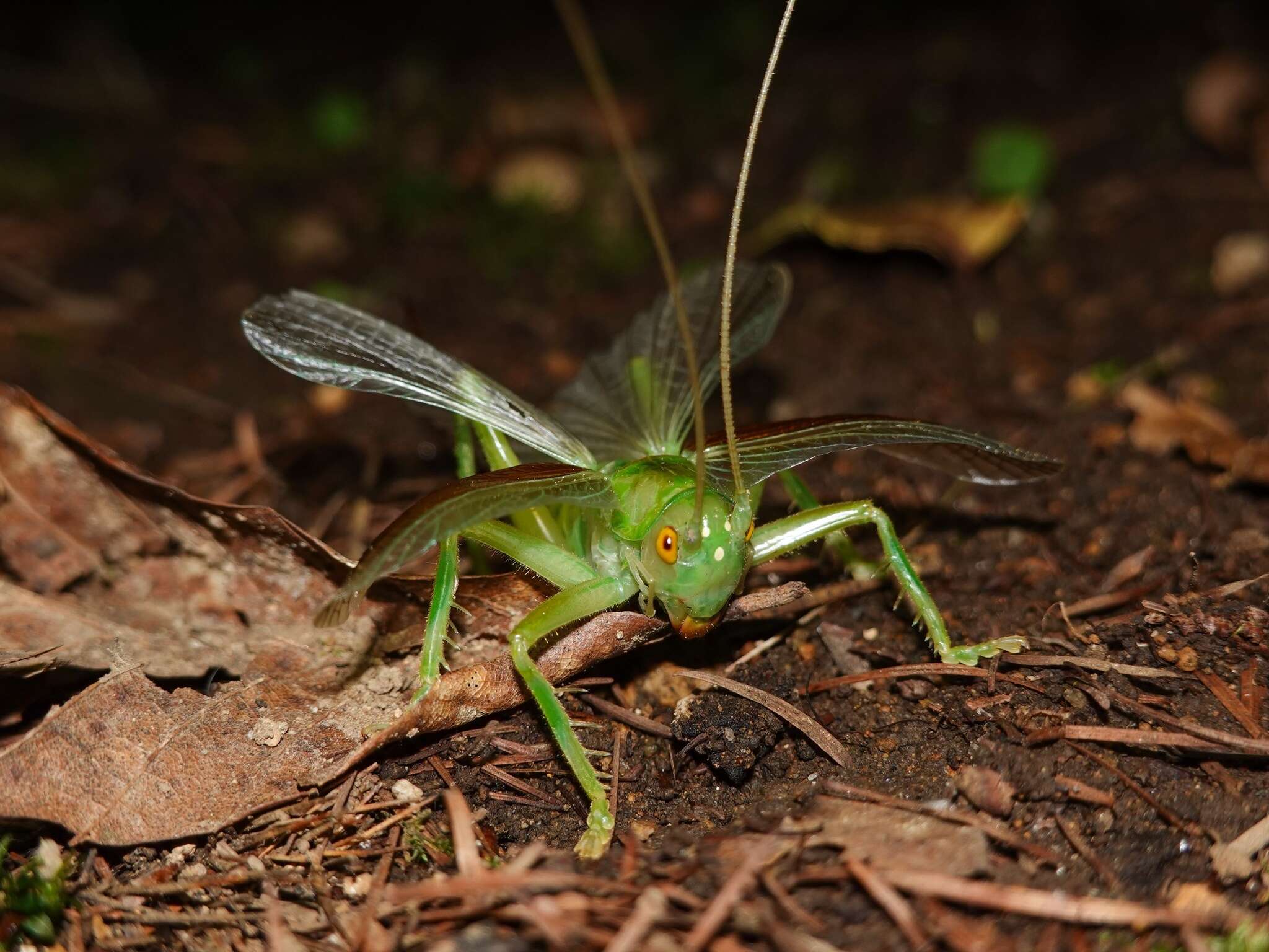 Sivun Eugryllacris japonica (Matsumura, S. & Shiraki 1908) kuva