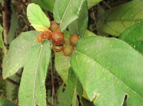 Ficus simplicissima Lour.的圖片