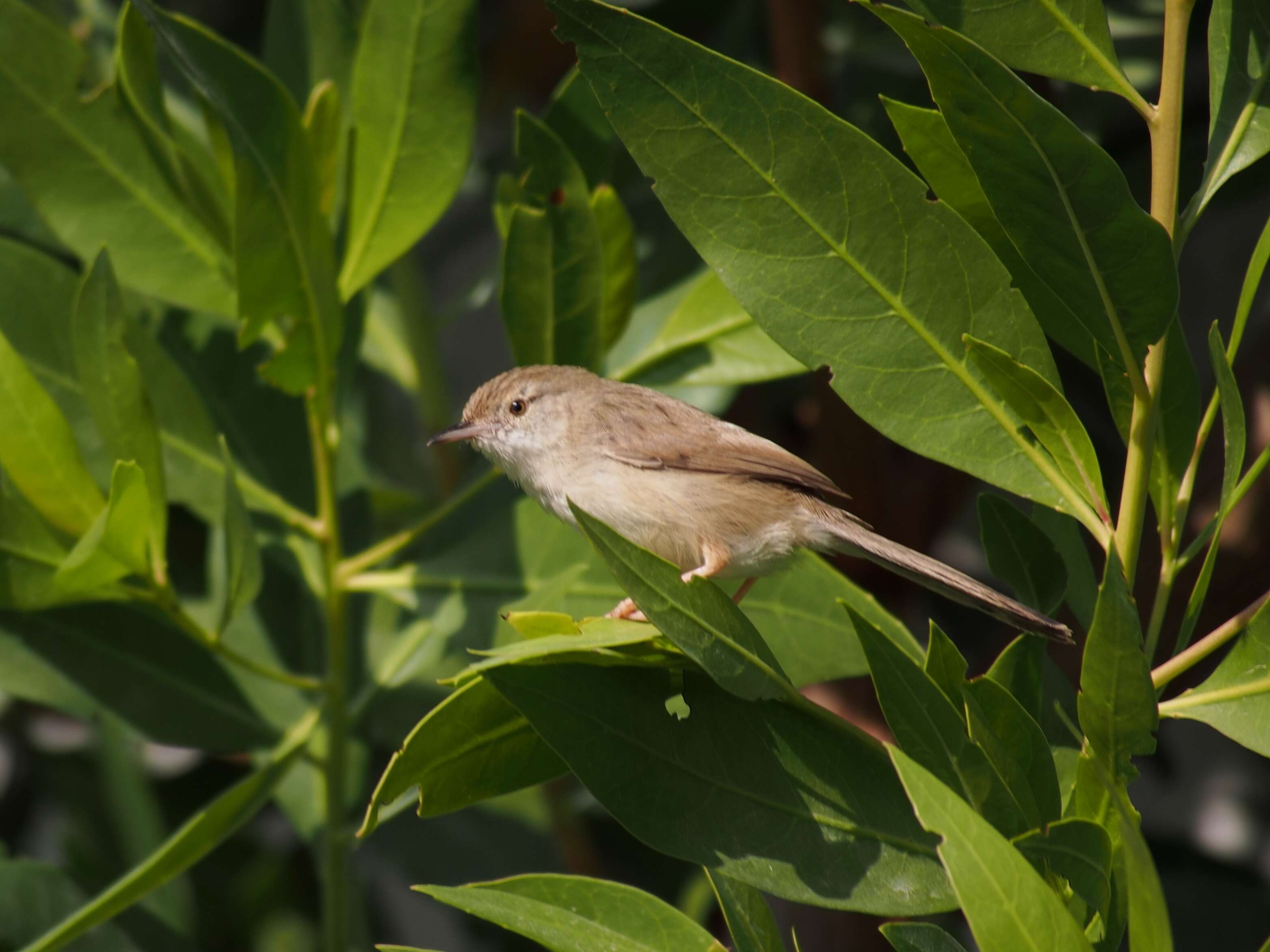 Image of Prinia Horsfield 1821