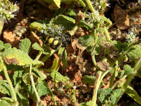 Image of Colpa sexmaculata (Fabricius 1781)