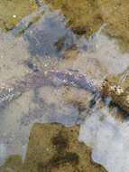 Image of African burrowing python