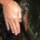 Image of Solórzano's velvet worm