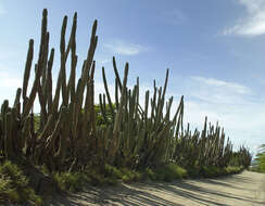 Cereus repandus (L.) Mill. resmi