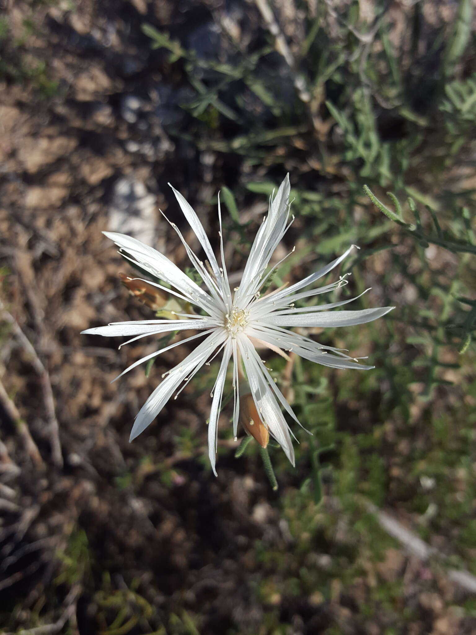 Mentzelia humilis (Rydb.) J. Darlington的圖片