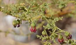 Image of Hermannia bicolor Dinter & Engl.