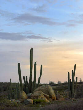 Cereus repandus (L.) Mill. resmi