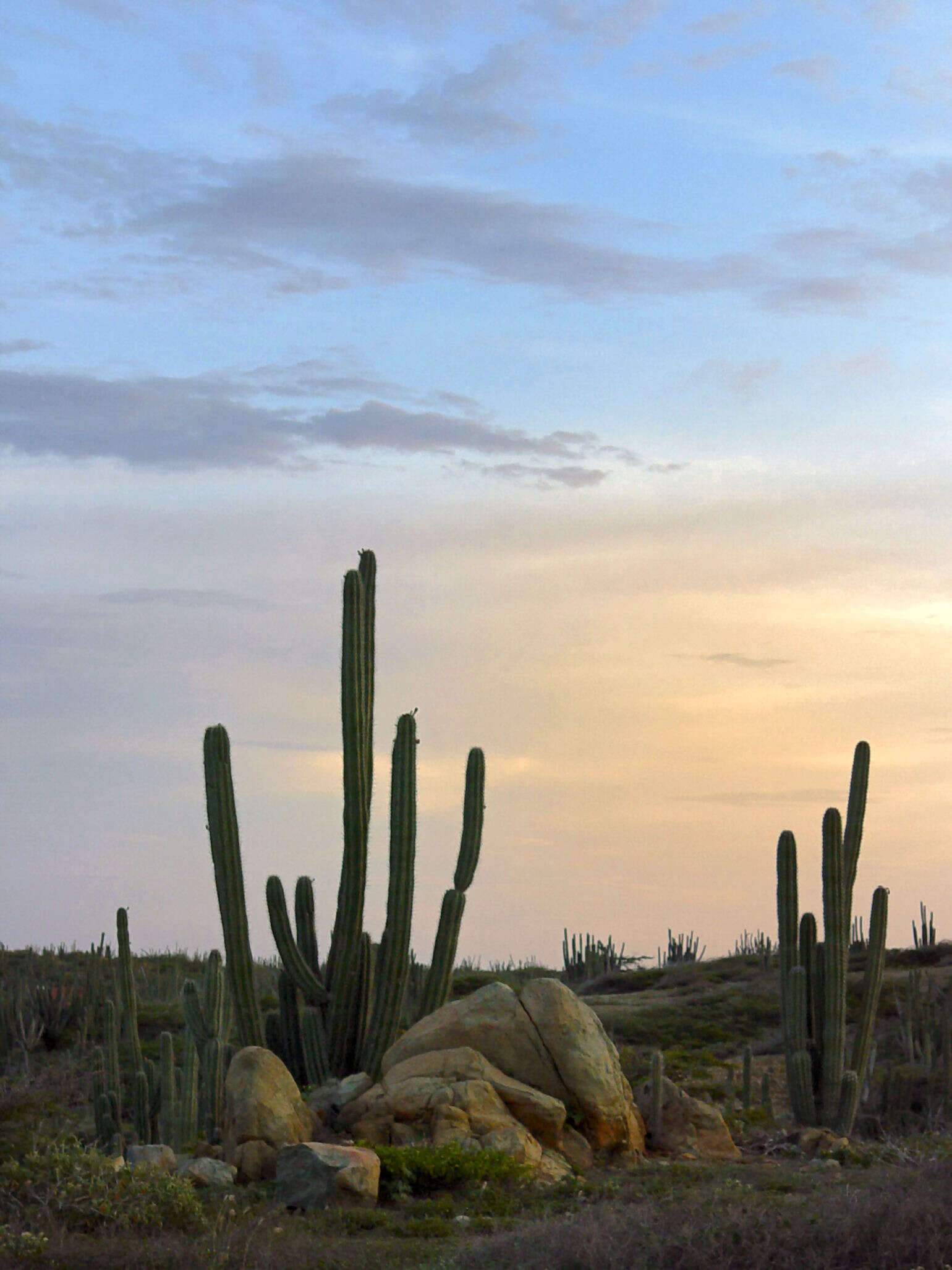 Cereus repandus (L.) Mill. resmi