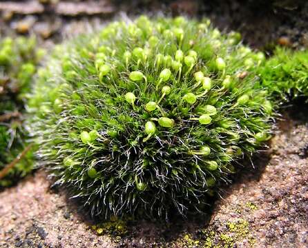 Image of grimmia dry rock moss