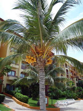 Image of coconut palm