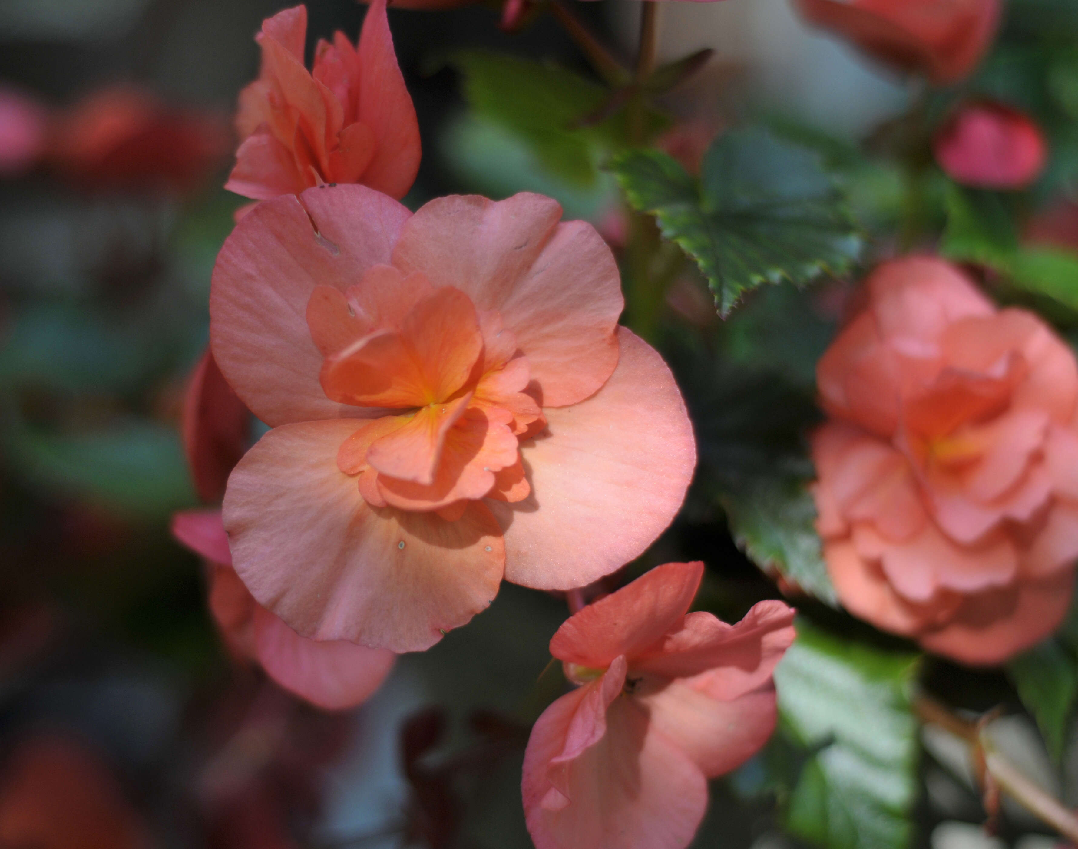 Image of Begonia tuberhybrida Voss