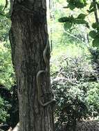 Image of Japanese Rat Snake