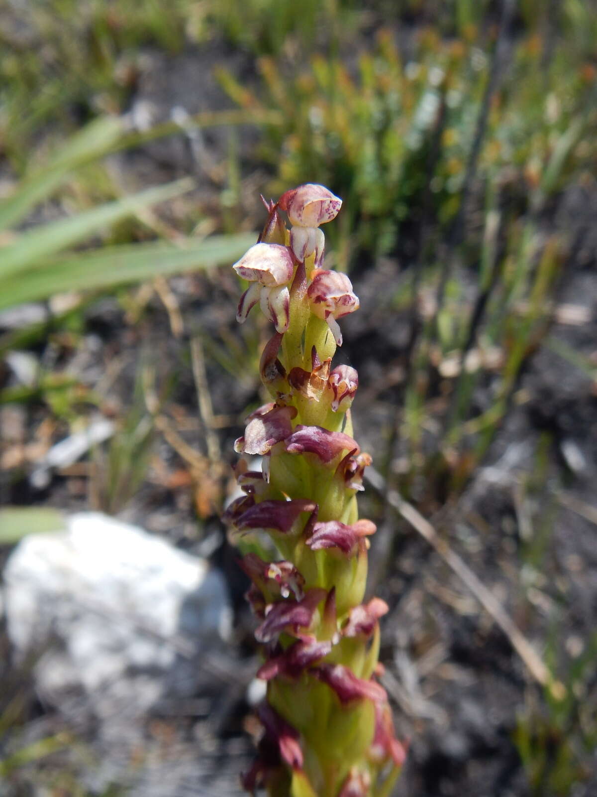 Image of Disa obtusa subsp. picta (Sond.) H. P. Linder