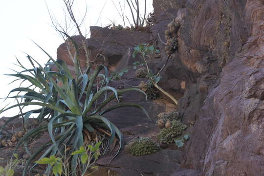 Image of Echinocereus klapperi W. Blum