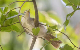 Image of Moustached Babbler