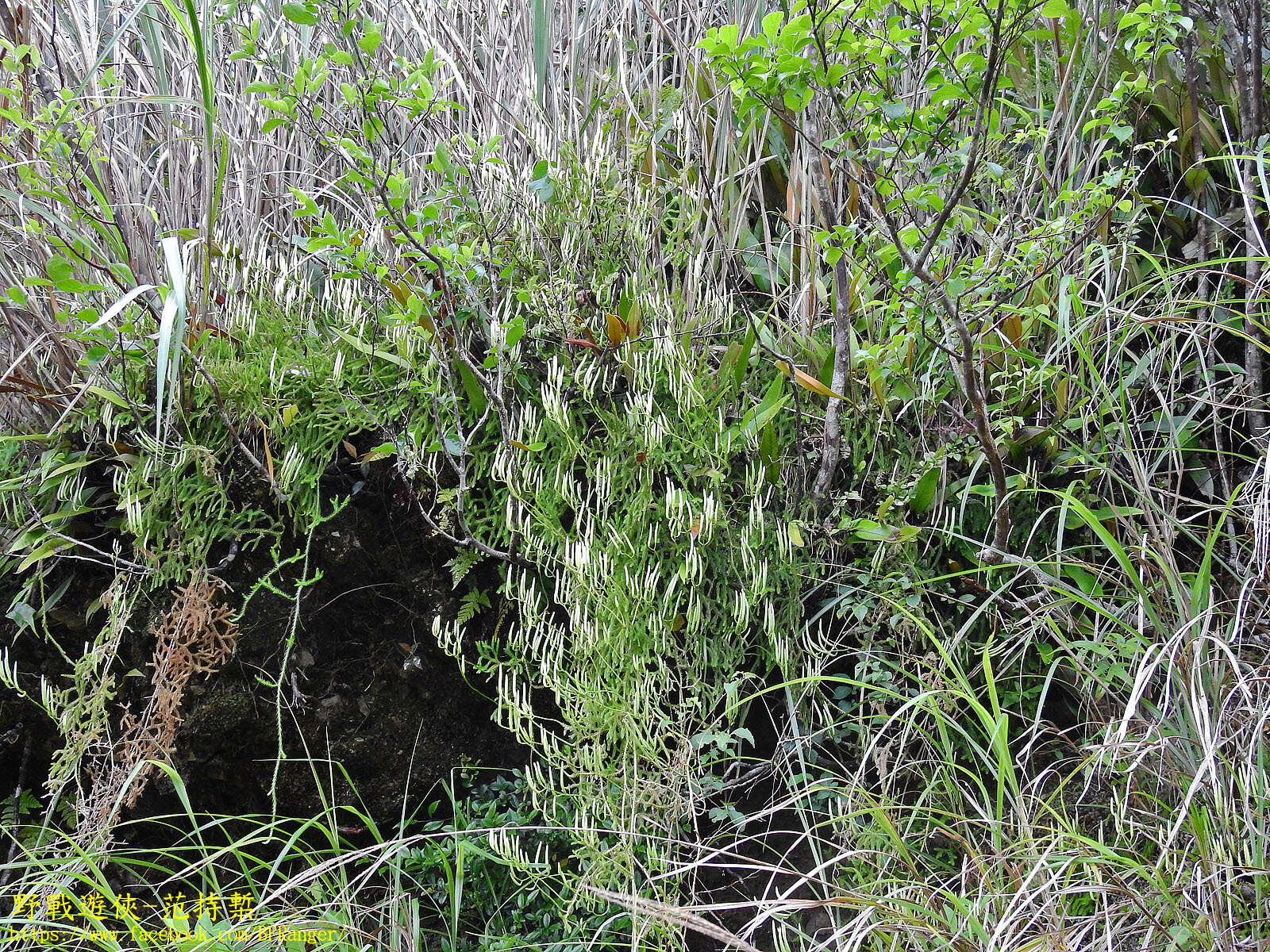 Image of Lycopodium japonicum Thunb. ex Murray