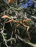 Image of Tillandsia denudata André