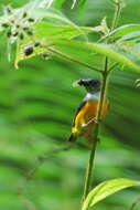 Image of Orange-bellied Flowerpecker