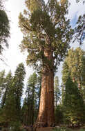 Image of giant sequoia