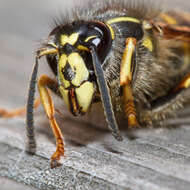 Dolichovespula saxonica (Fabricius 1793)的圖片