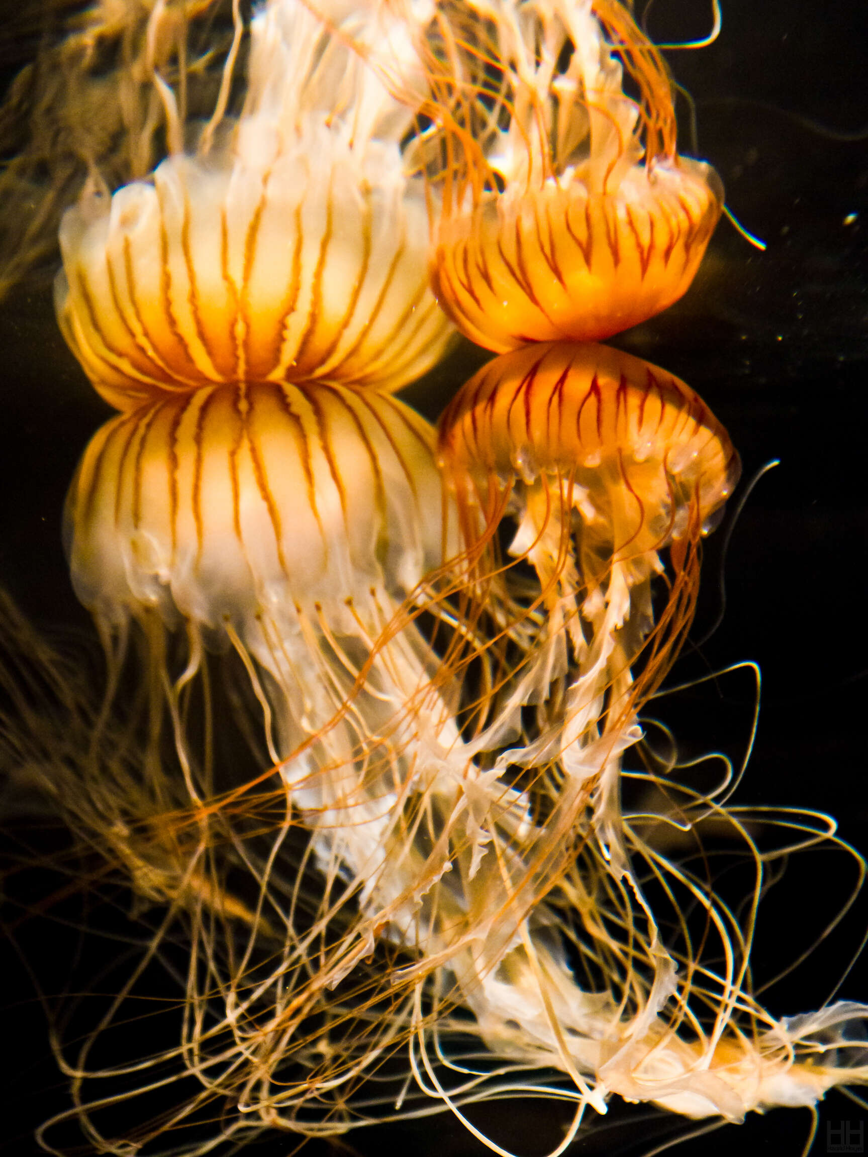 Image of Compass jellyfish