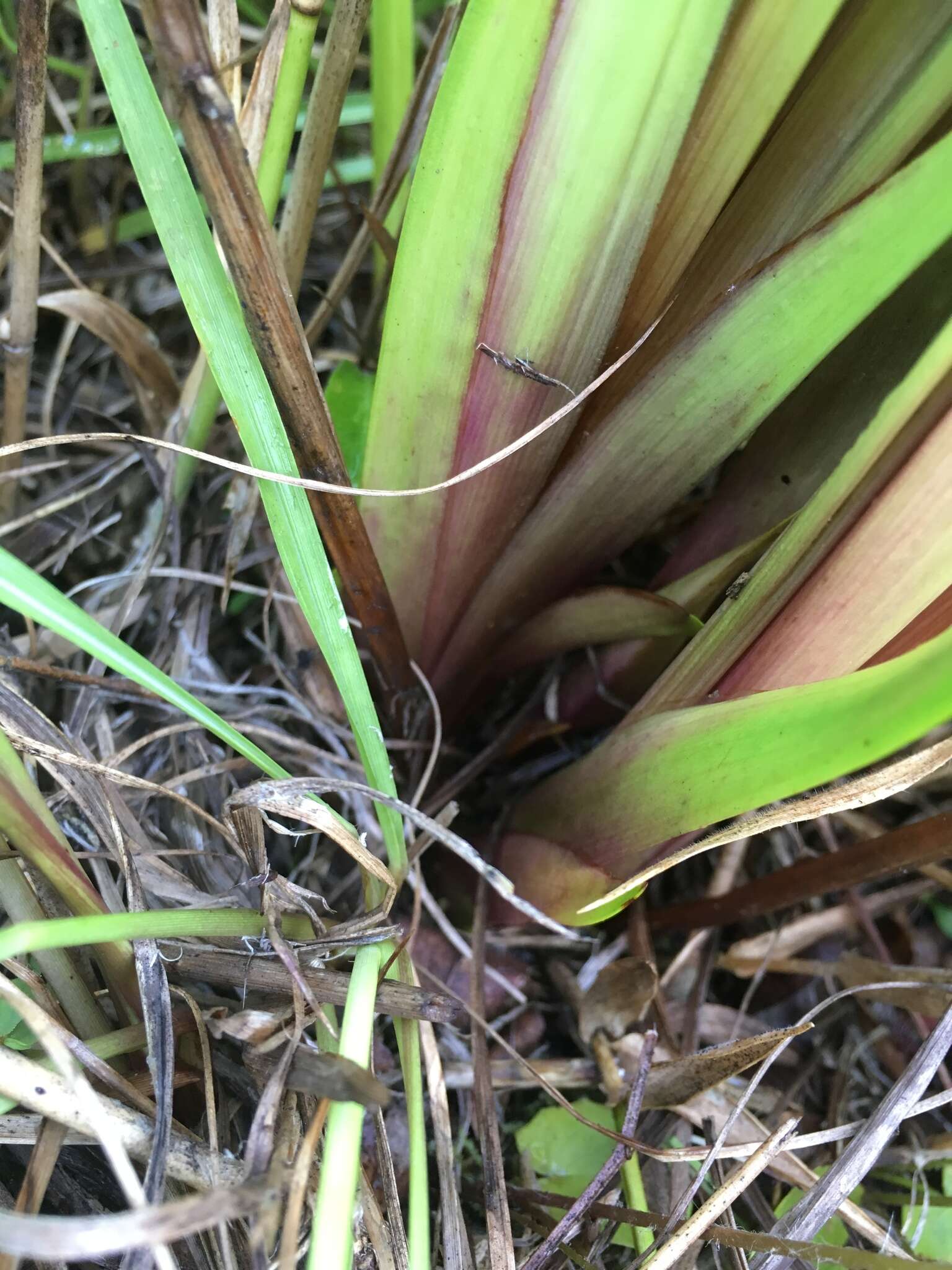 Image of Tall Yellow-Eyed-Grass