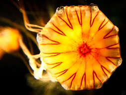 Image of Compass jellyfish