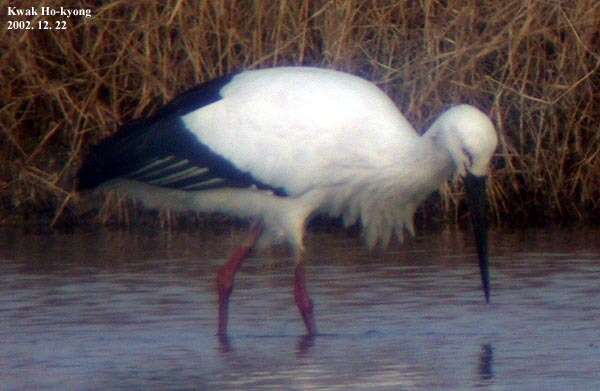 Image of Japanese White Stork