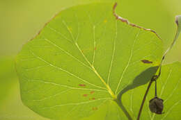 Image of Texas snowbells