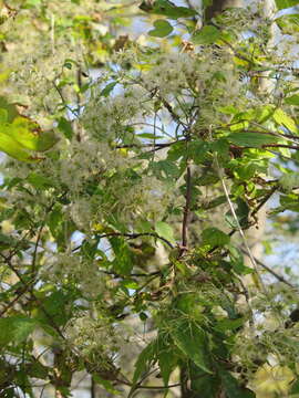 Image of Clematis brevicaudata DC.