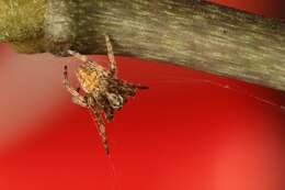 Image of Gray Cross Spider