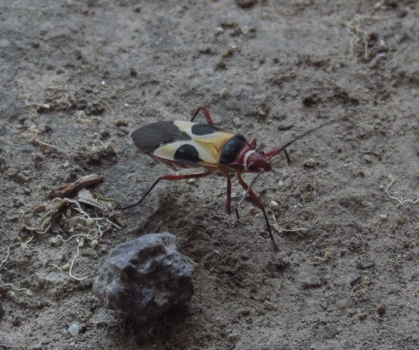 Image of Pale Red Bug