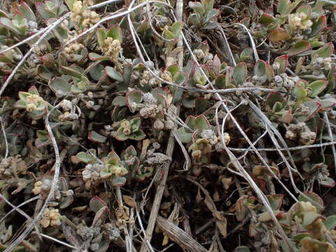 Image of Desert goosefoot