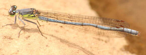 Image of <i>Pseudagrion spernatum natalense</i> Ris 1921