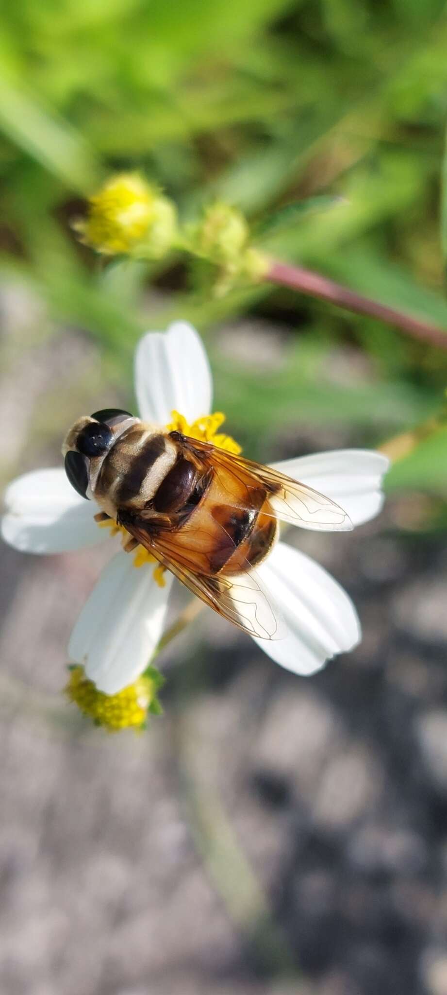 Imagem de Phytomia errans (Fabricius 1787)