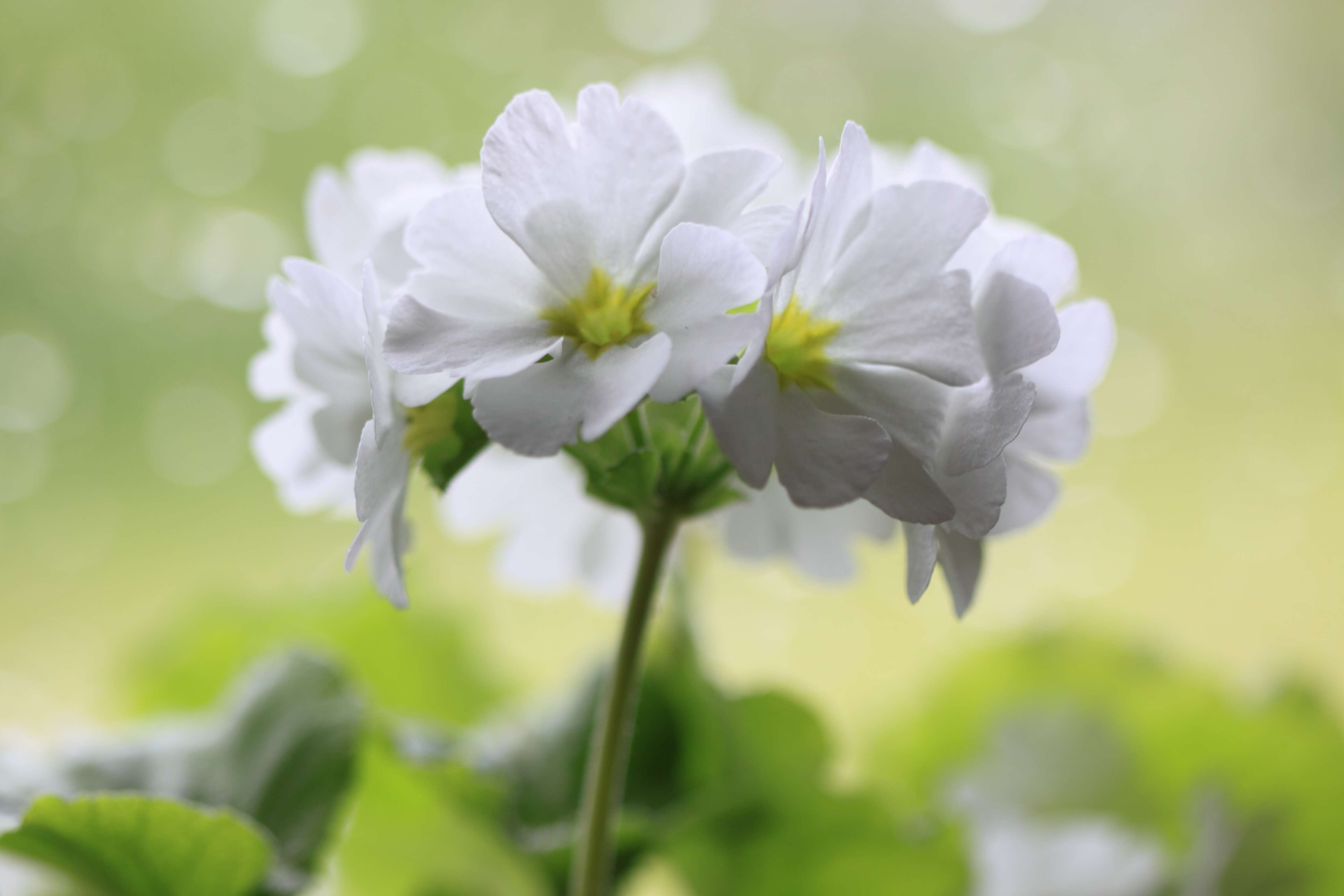 Image of Primula obconica Hance