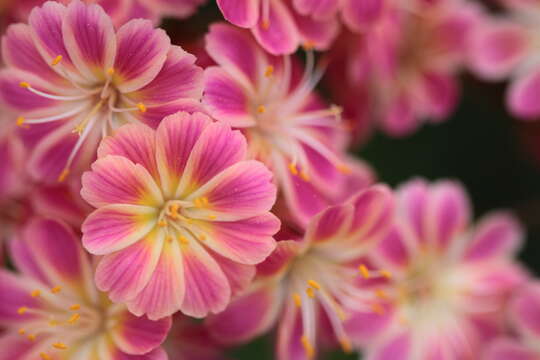 Image of Siskiyou lewisia