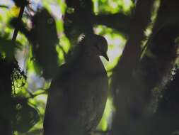 Image of White-faced Quail-Dove