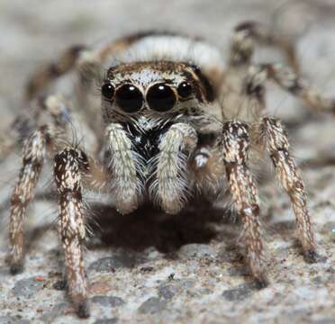 Image of Zebra spider