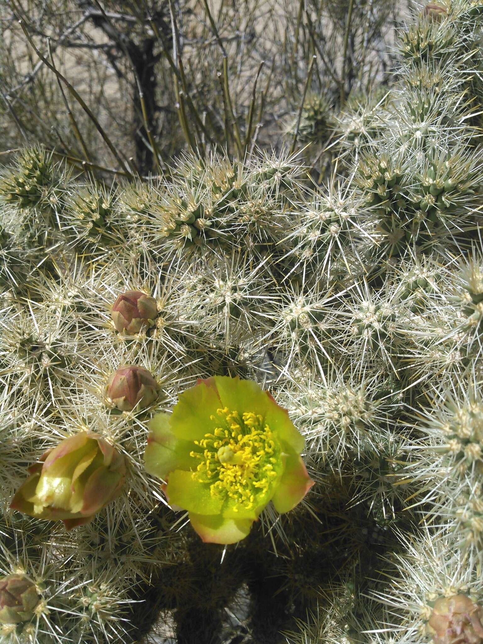 Image of Wiggins' cholla