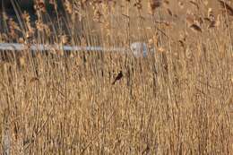 Image of Common Reed Bunting