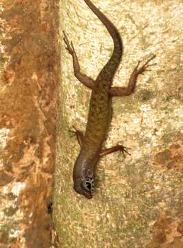 Image of Sabah Slender Skink