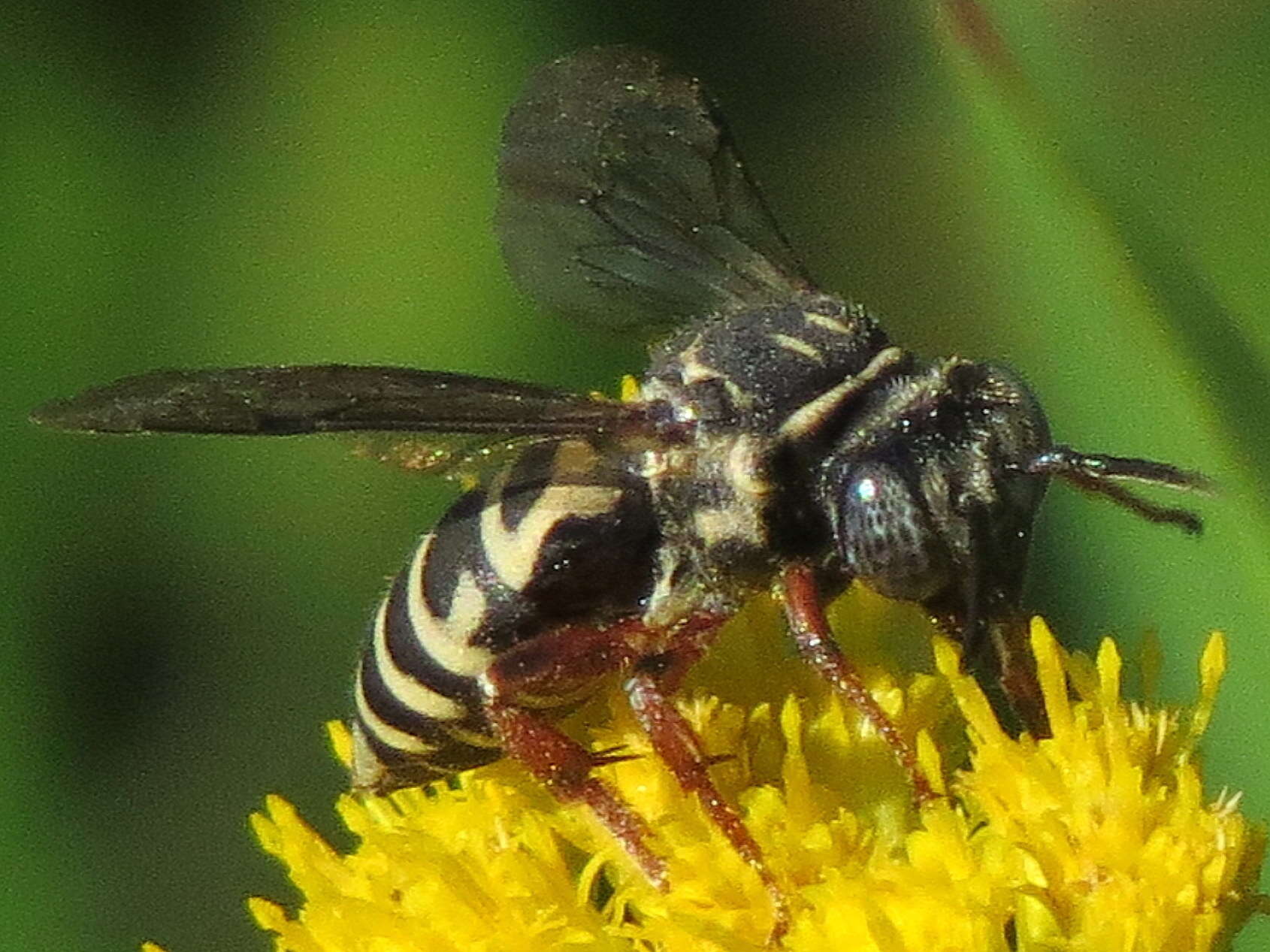 Triepeolus pectoralis (Robertson 1897) resmi