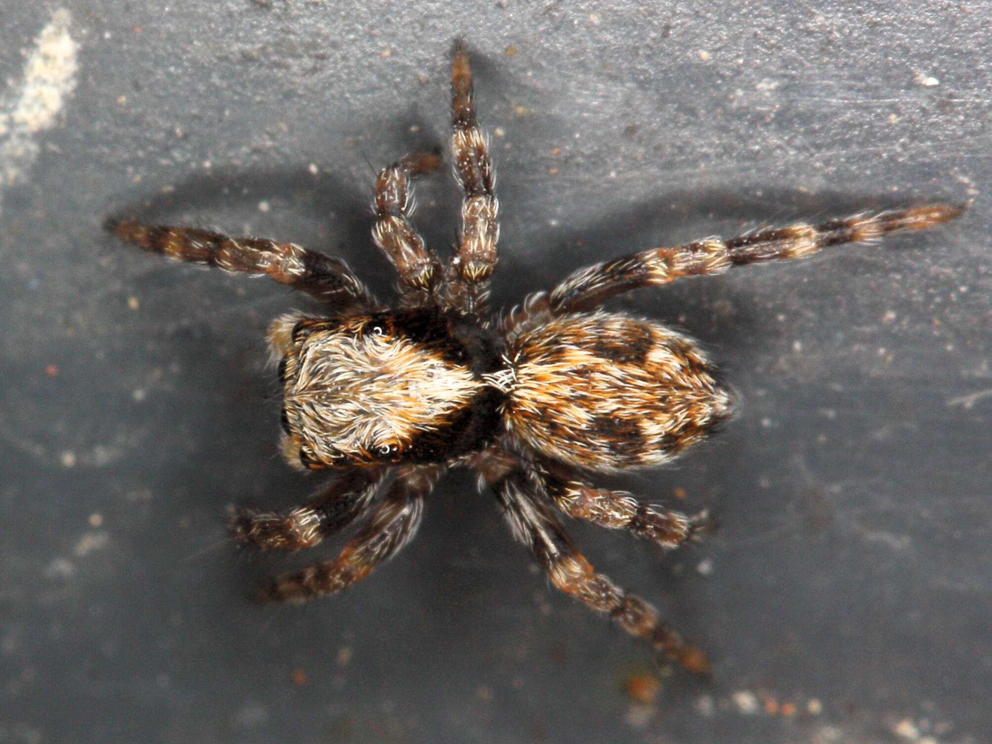 Image of Jumping spider