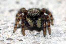 Image of Jumping spider