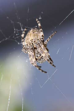 Image of Gray Cross Spider