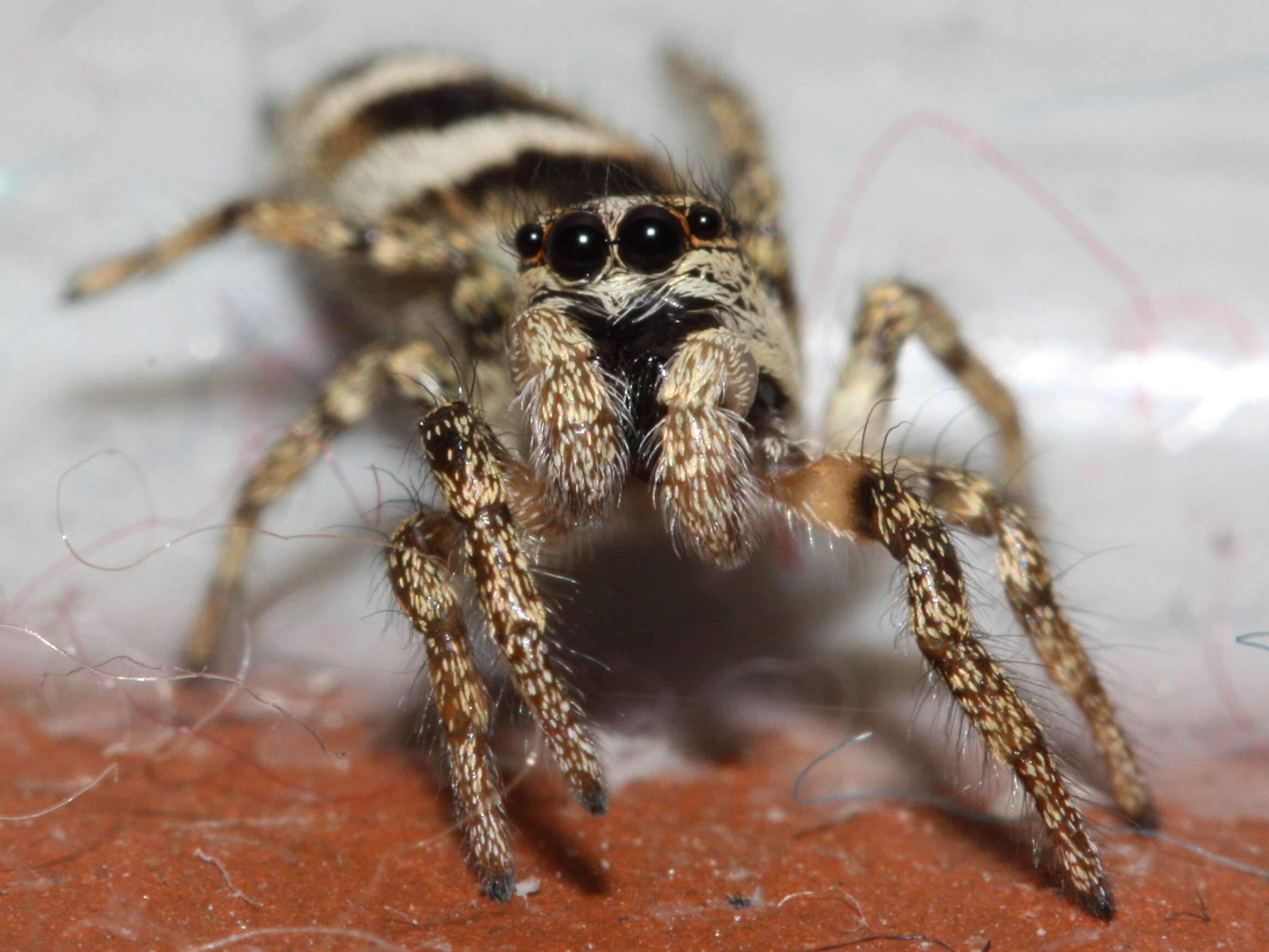 Image of Zebra spider