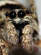 Image of Zebra spider