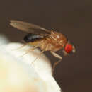 Hirtodrosophila duncani (Sturtevant 1918) resmi