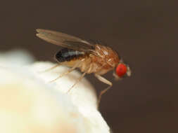 Hirtodrosophila duncani (Sturtevant 1918) resmi